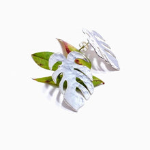 Load image into Gallery viewer, Amazona Mostera
